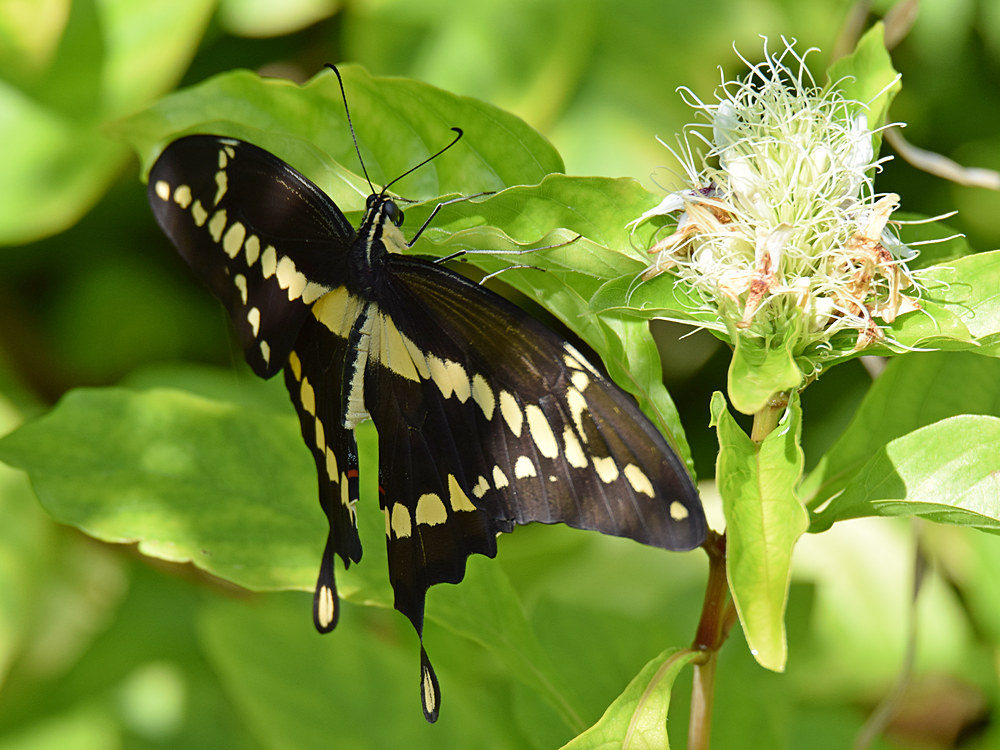 SwallowTail.jpg