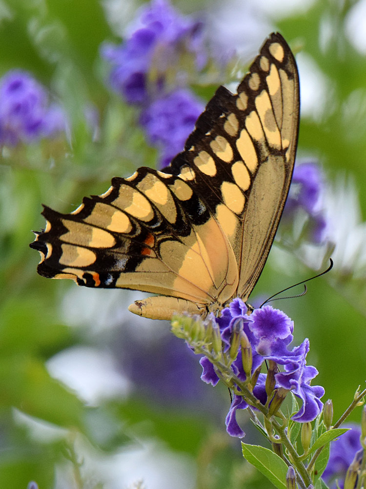 Swallowtail.jpg