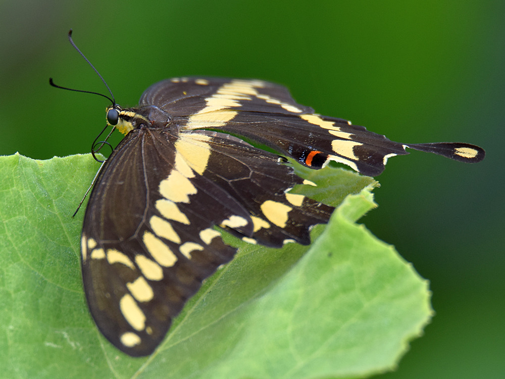SwallowTail.jpg