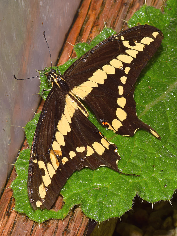 Swallowtail.jpg