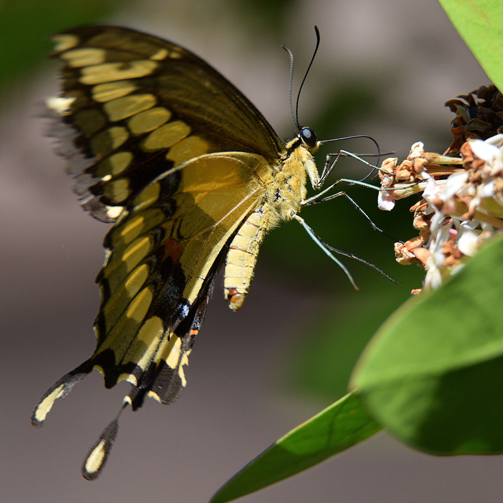 Swallowtail.jpg