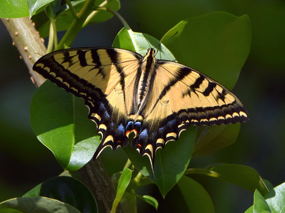 Swallowtail.jpg