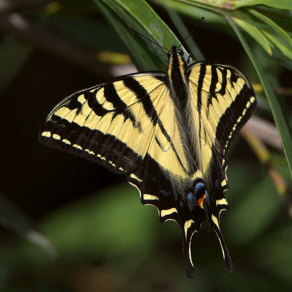 Swallowtail.jpg