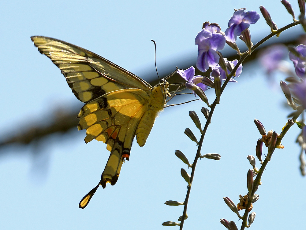 Swallowtail.jpg