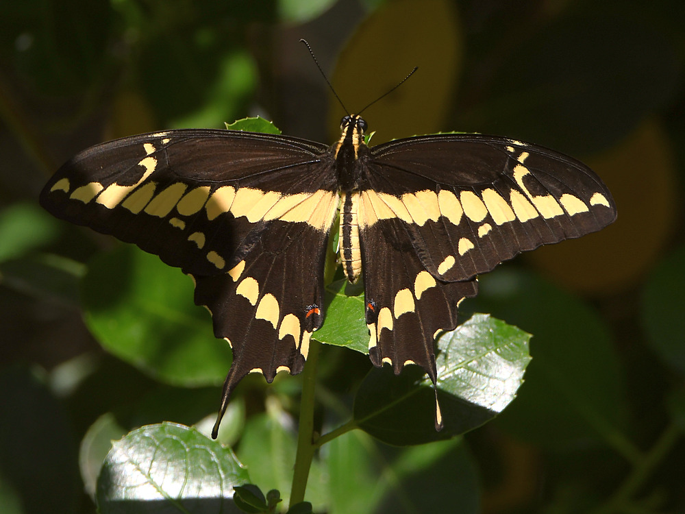 Swallowtail.jpg