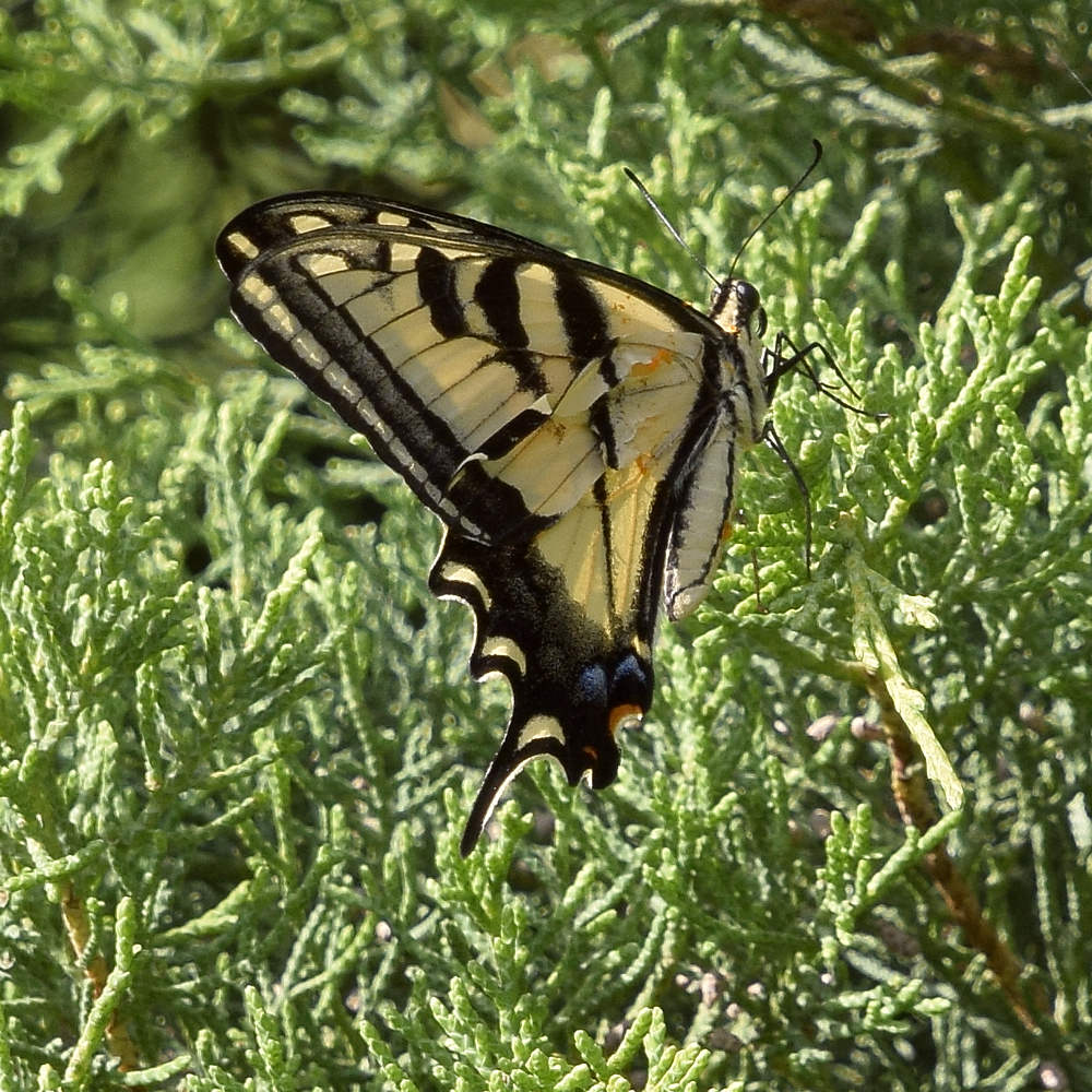 Swallowtail.jpg