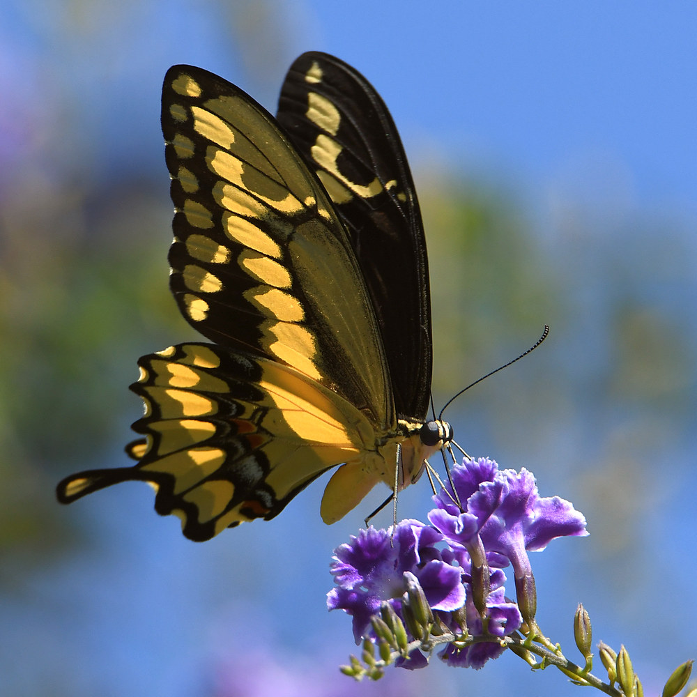 Swallowtail.jpg