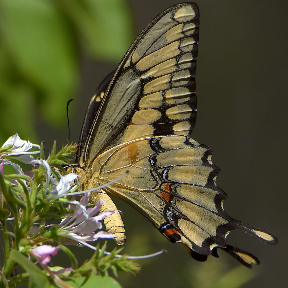 Swallowtail.jpg