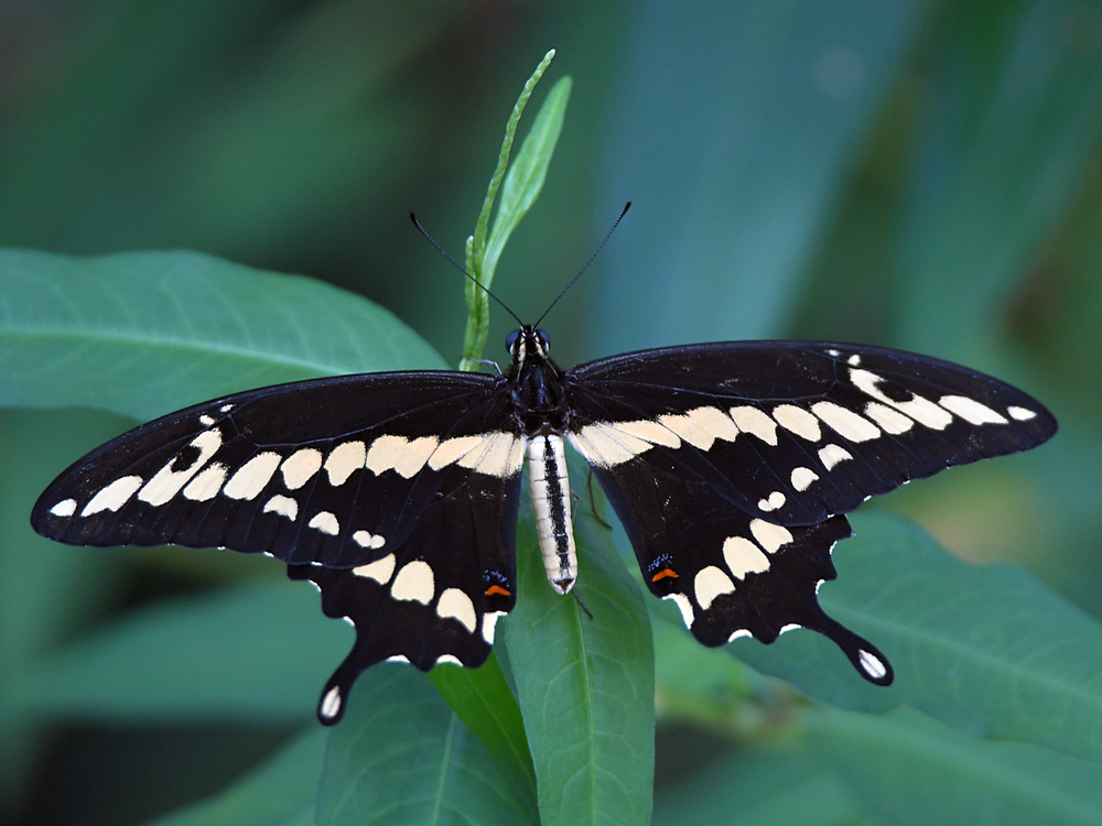 Swallowtail.jpg
