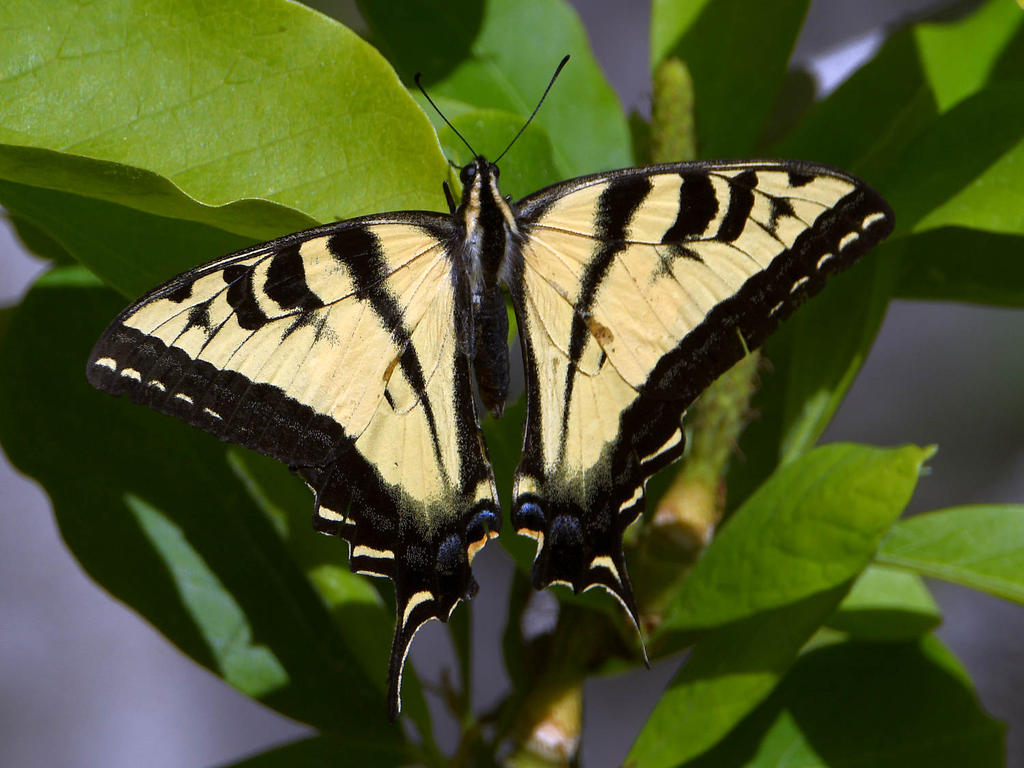 Swallowtail.jpg