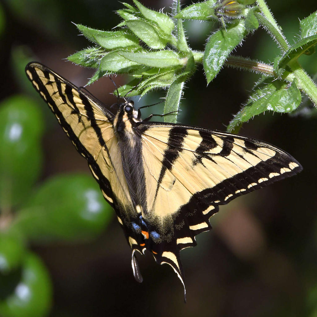 Swallowtail.jpg
