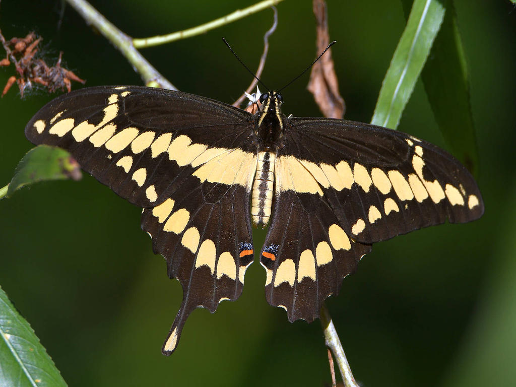 Swallowtail.jpg