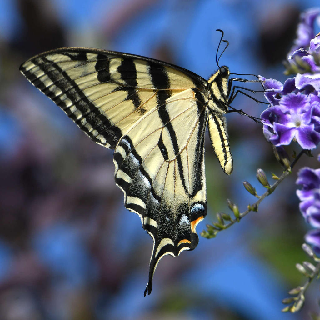 SwallowTail.jpg
