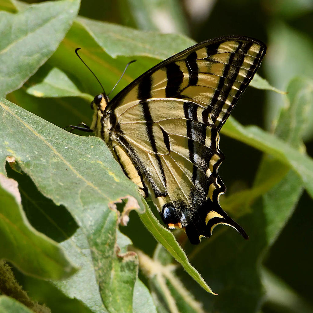 Swallowtail.jpg