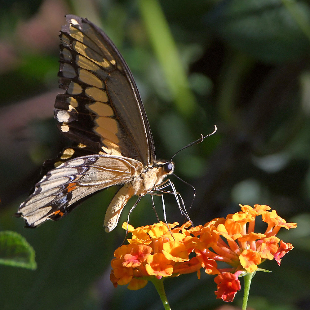 Swallowtail10.jpg