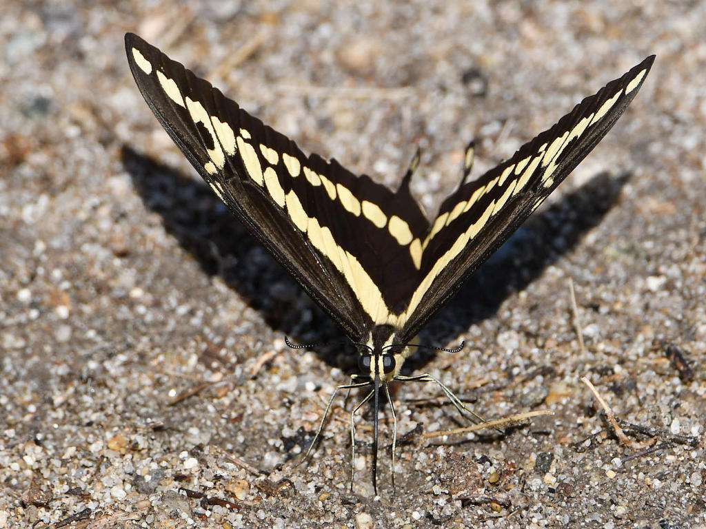 Swallowtail11.jpg
