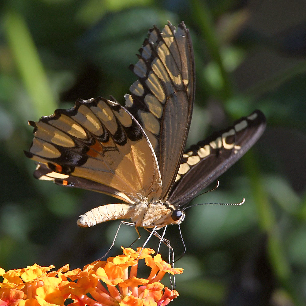 Swallowtail12.jpg