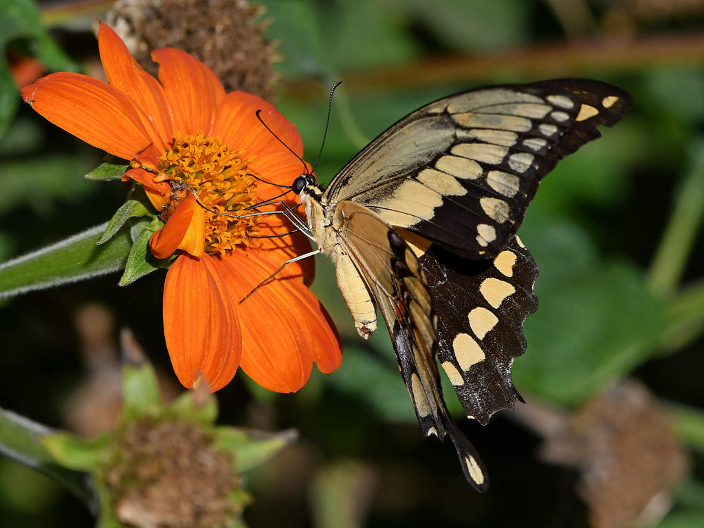 Swallowtail12.jpg