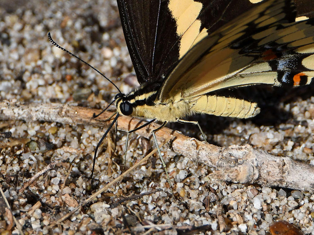 Swallowtail18.jpg