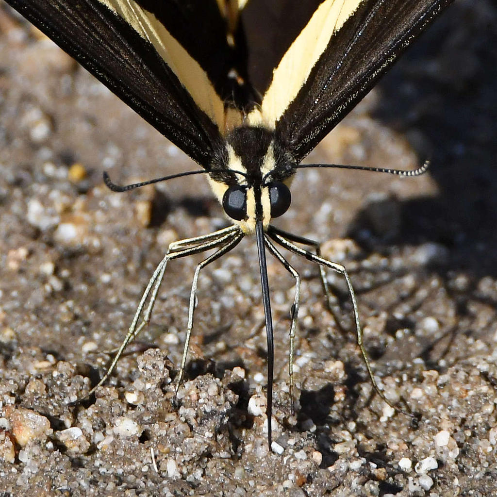 Swallowtail19.jpg