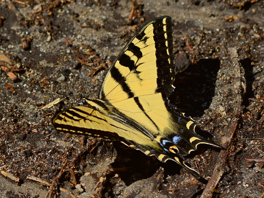Swallowtail2.jpg