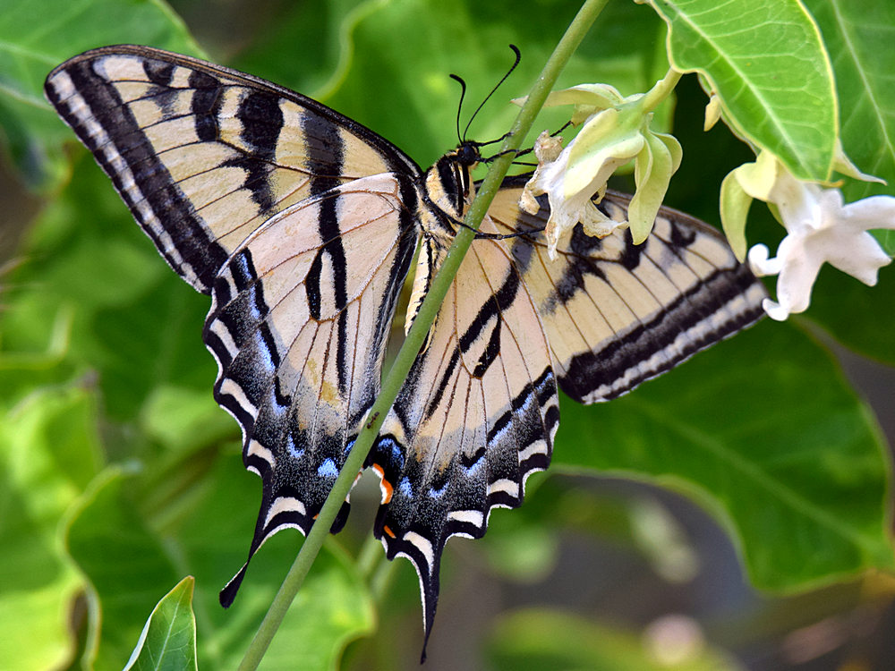 SwallowTail2.jpg