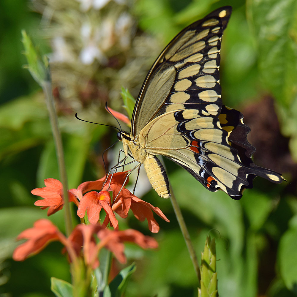 Swallowtail2.jpg