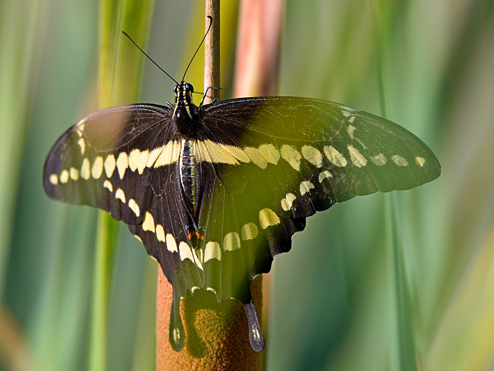 Swallowtail2.jpg