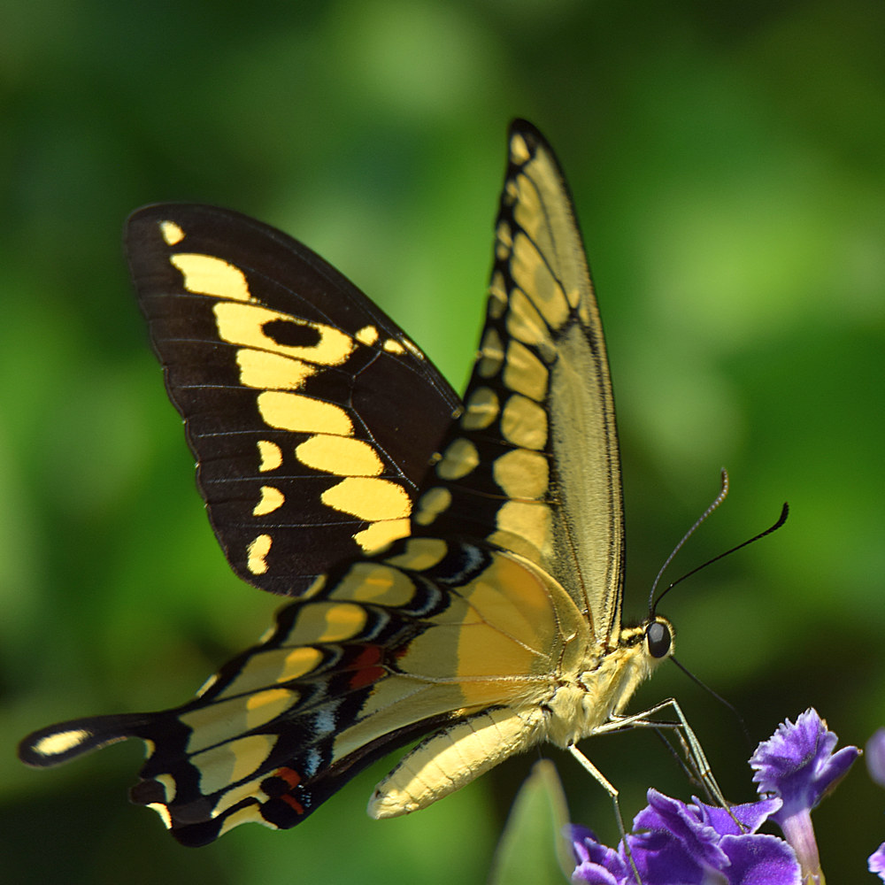 Swallowtail2.jpg