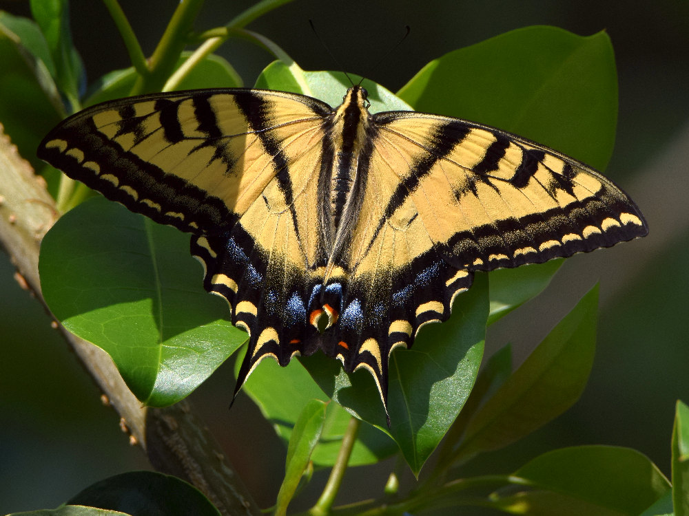 Swallowtail2.jpg