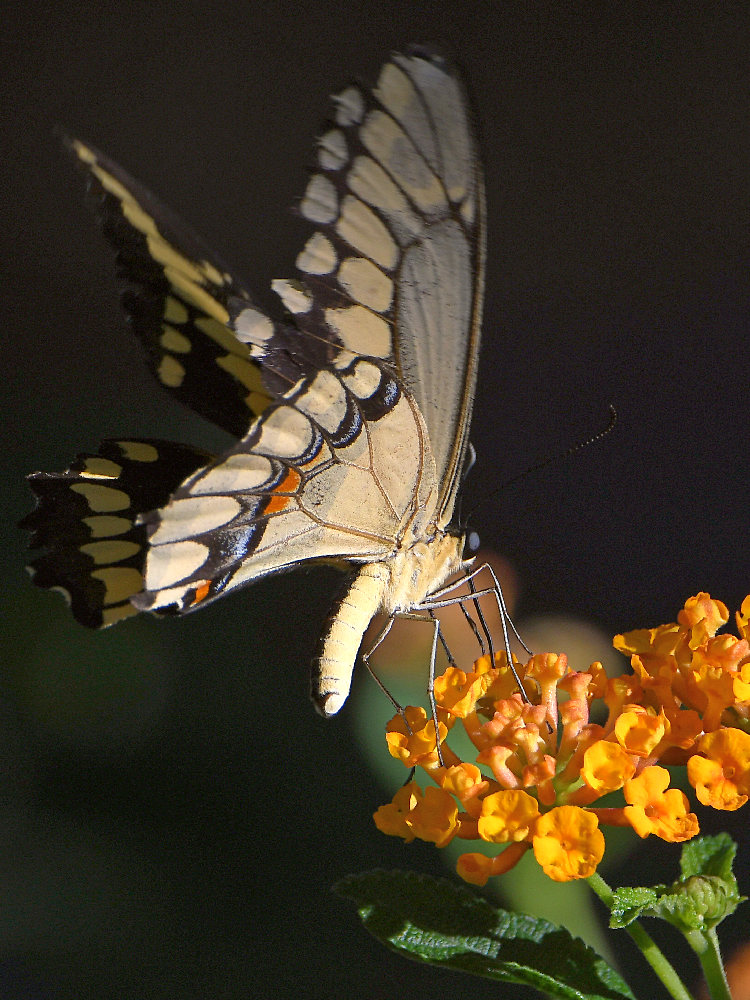 Swallowtail2.jpg
