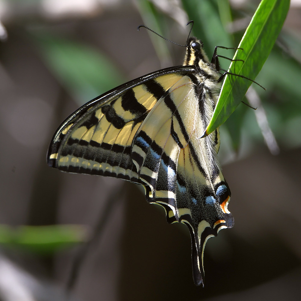 Swallowtail2.jpg
