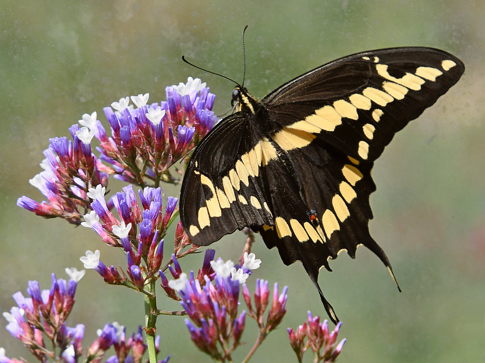 Swallowtail2.jpg