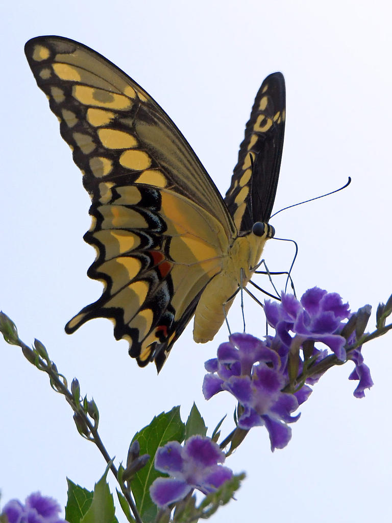 Swallowtail2.jpg