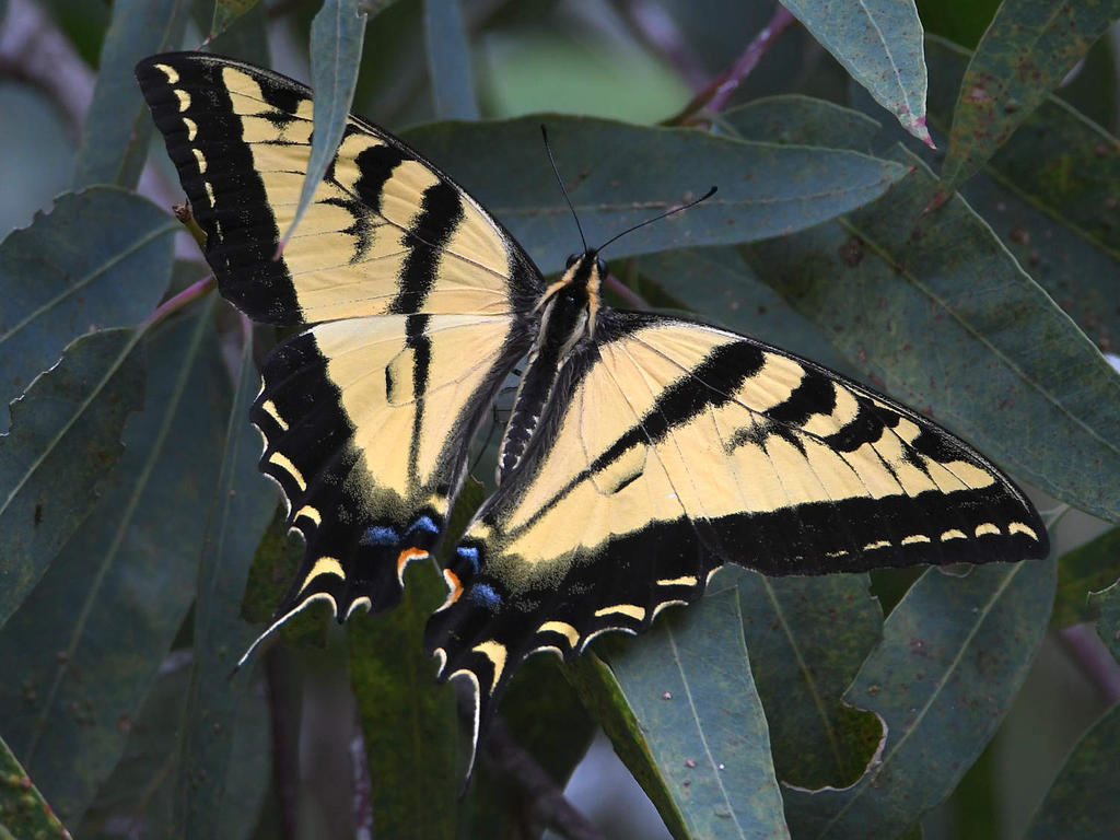 Swallowtail2.jpg