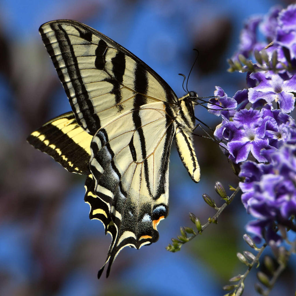 SwallowTail2.jpg