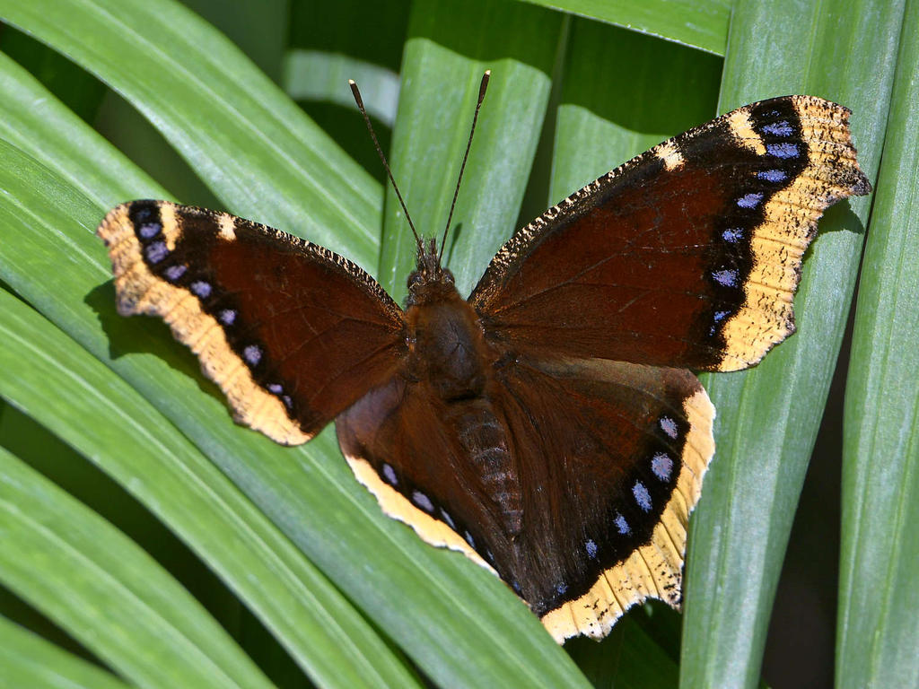Swallowtail2.jpg