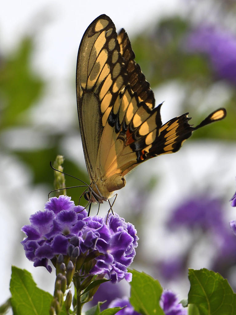 Swallowtail2.jpg