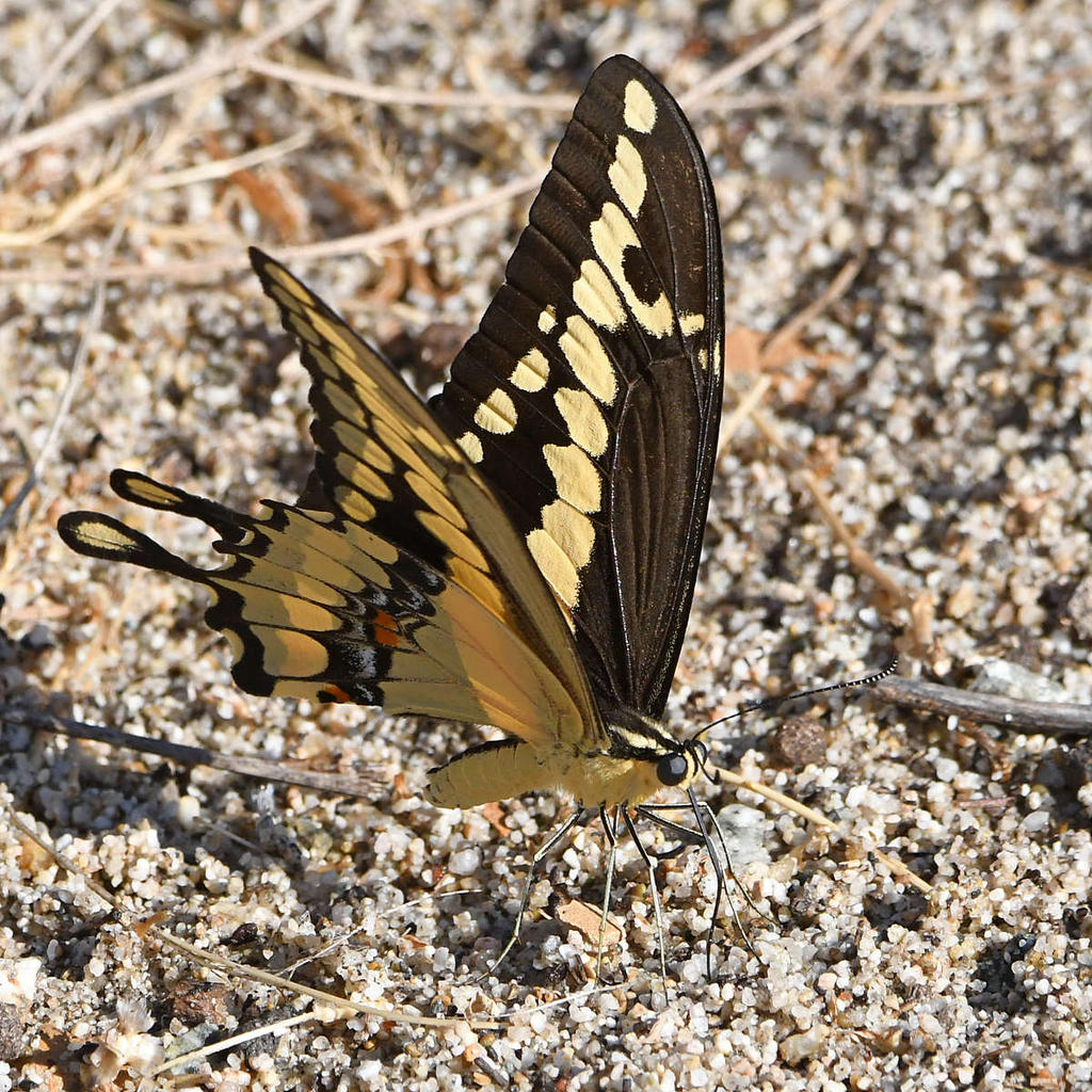 Swallowtail2.jpg