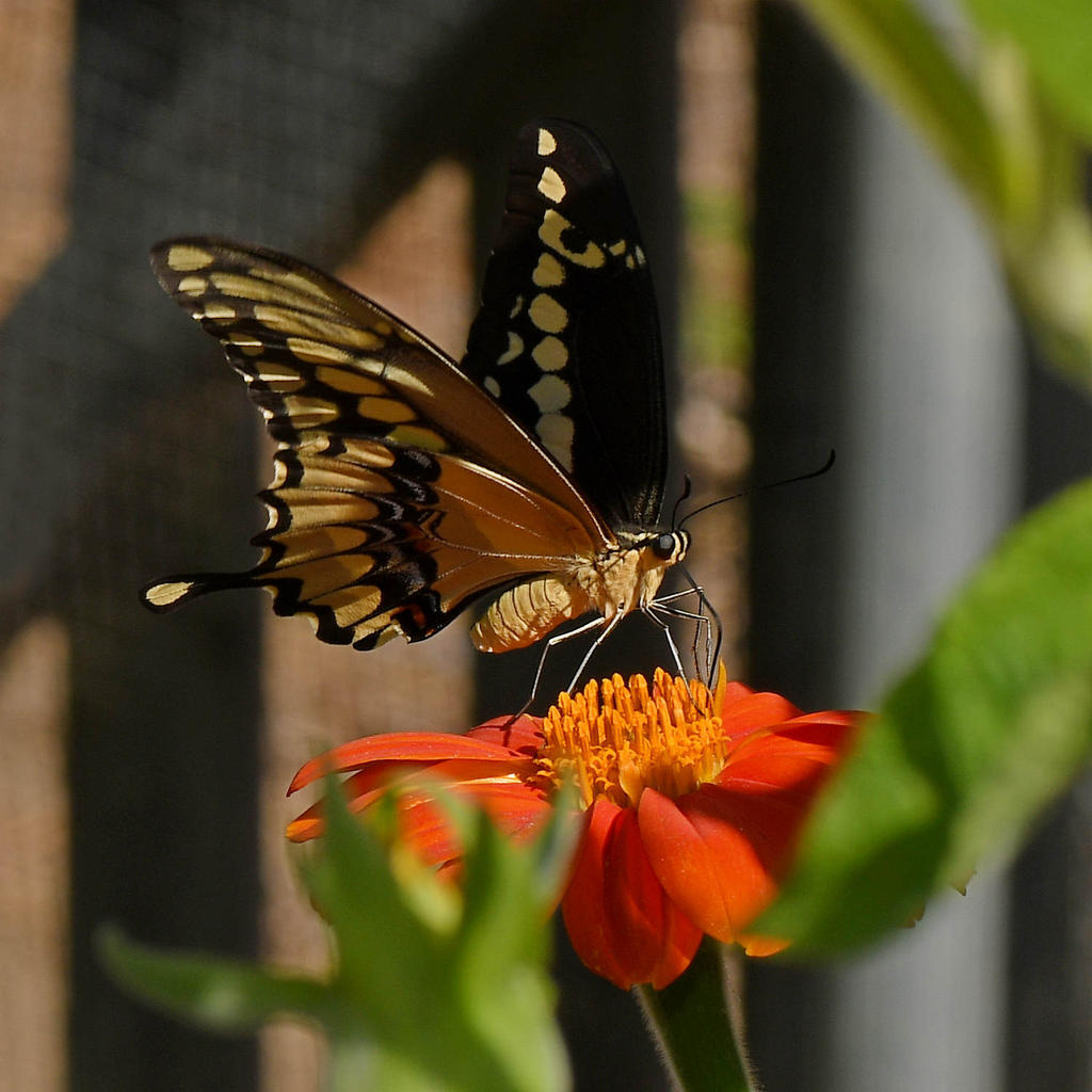 Swallowtail2.jpg