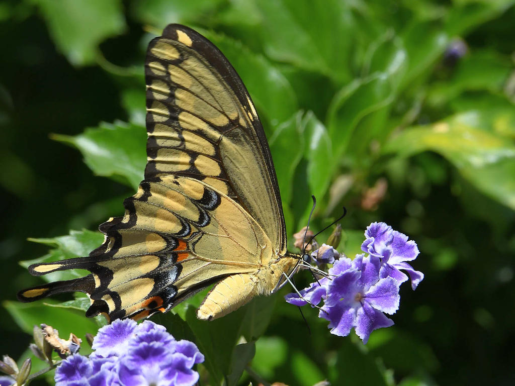 Swallowtail22.jpg