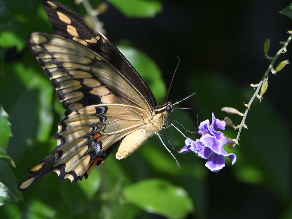 Swallowtail25.jpg