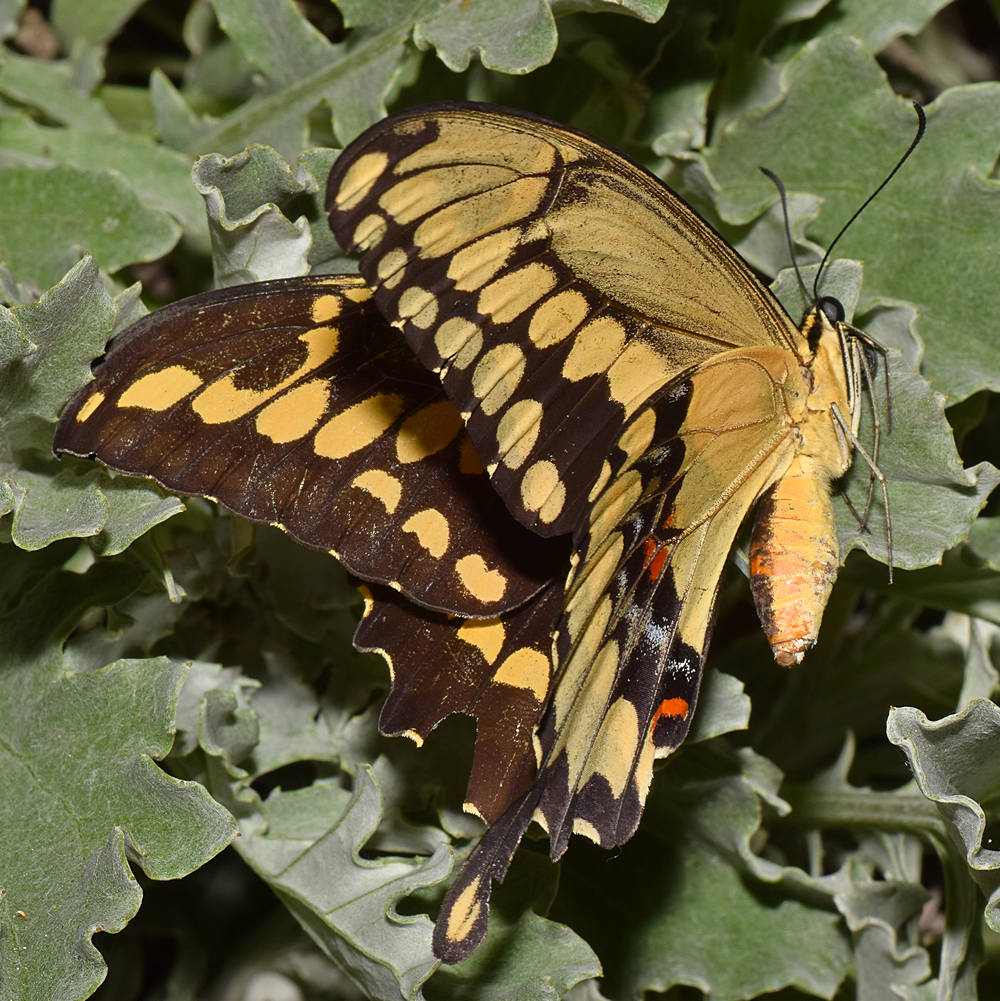 Swallowtail3.jpg