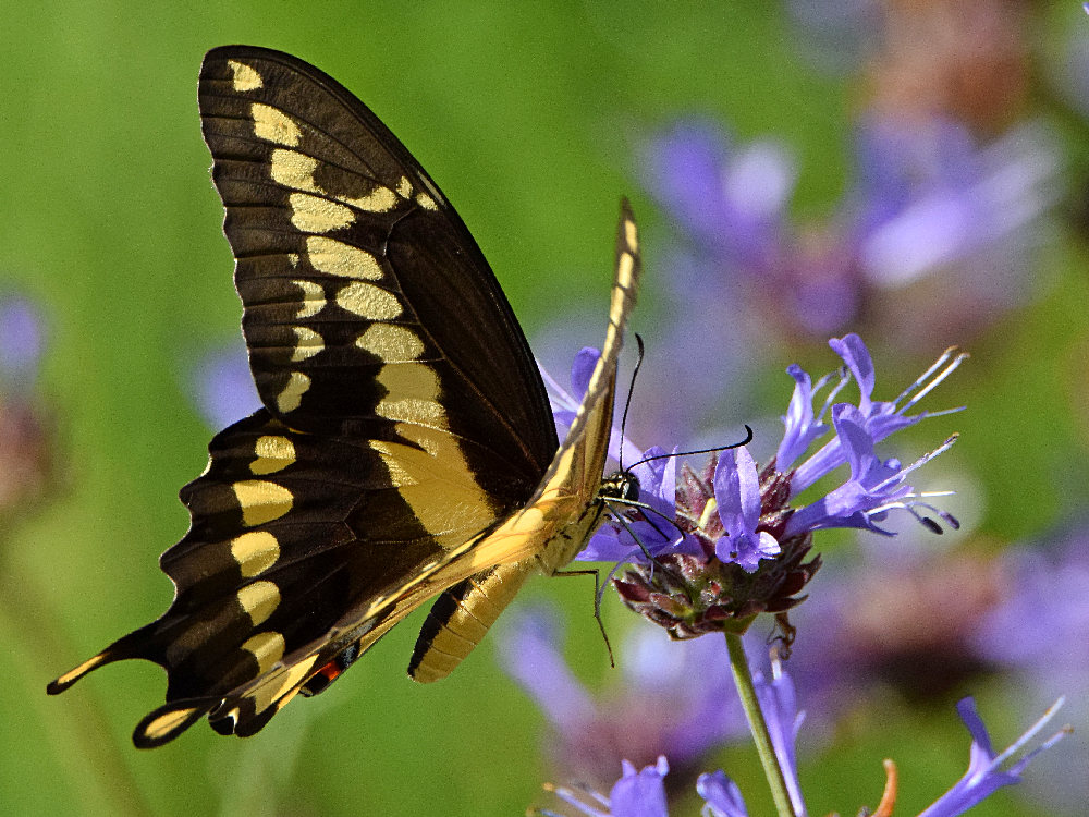 Swallowtail3.jpg