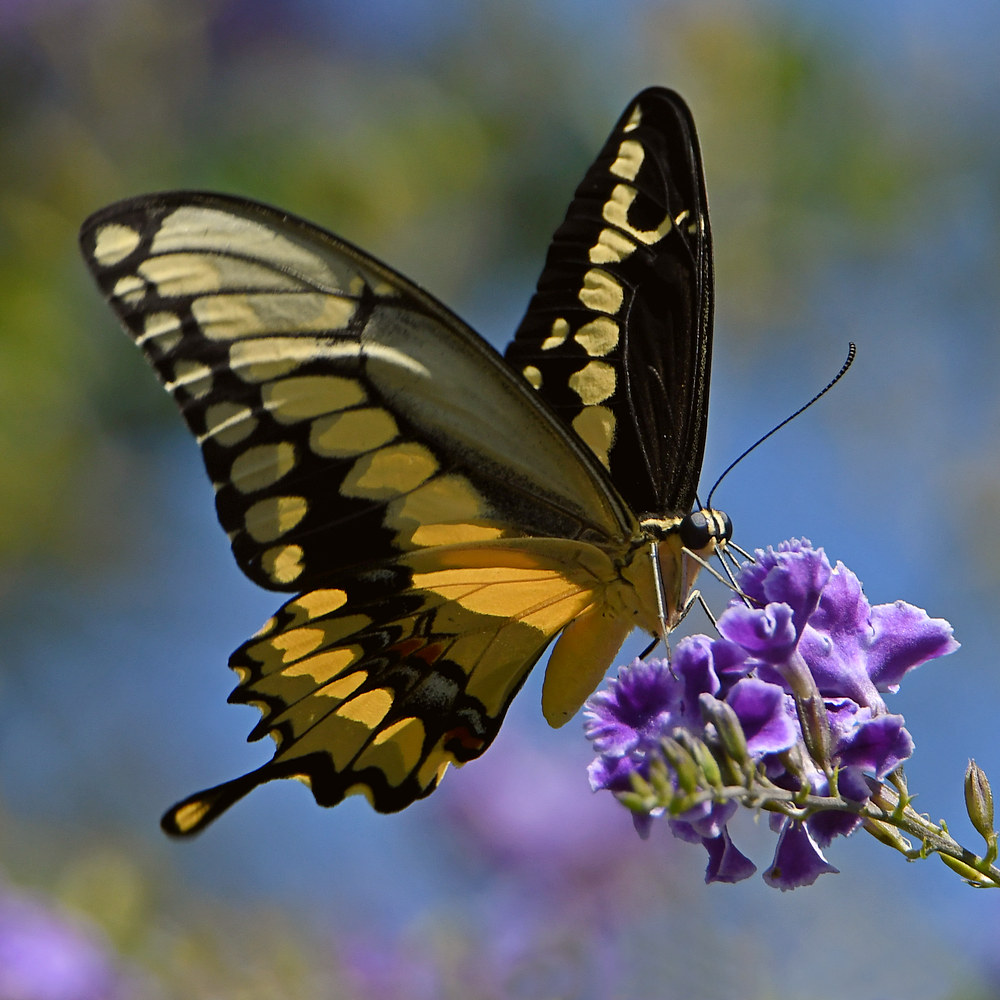 Swallowtail3.jpg