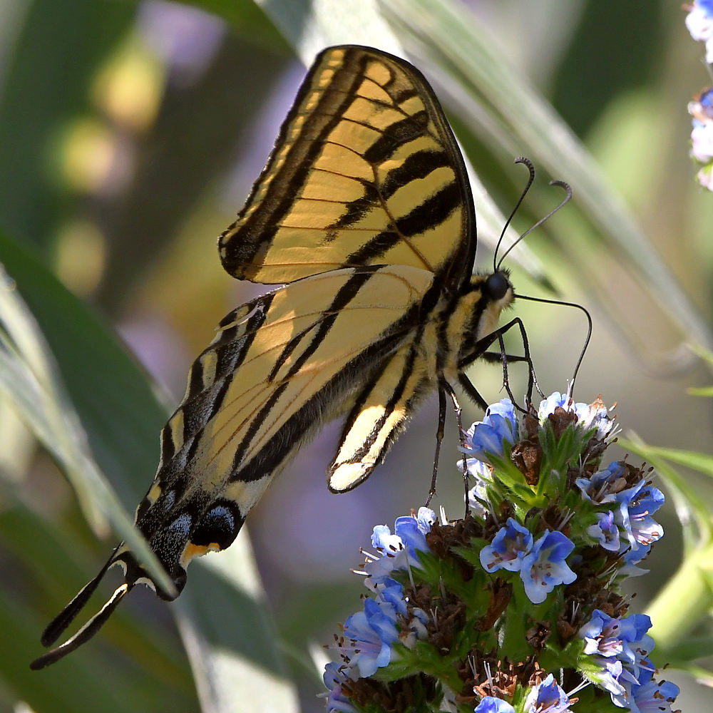Swallowtail3.jpg
