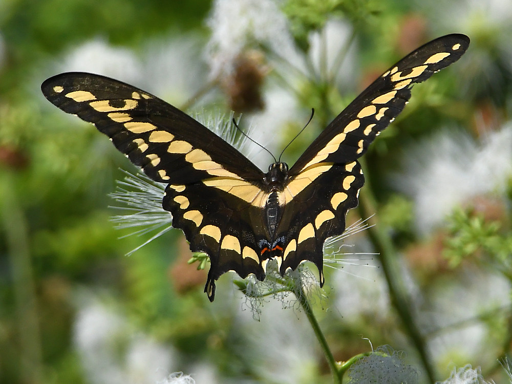 Swallowtail3.jpg