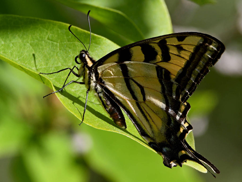Swallowtail3.jpg