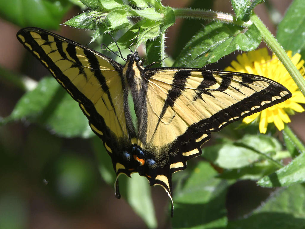 Swallowtail3.jpg