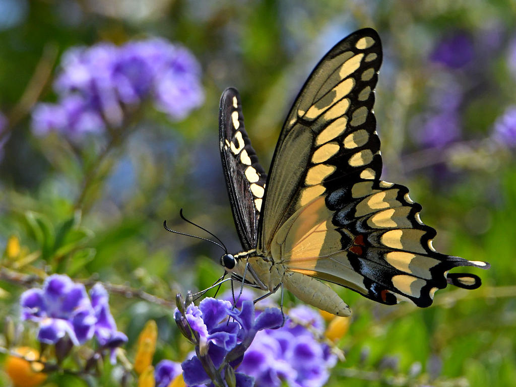 Swallowtail3.jpg